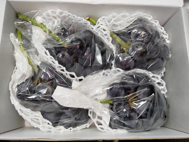 お盆限定】藤稔4房セット 2kg〜2.4kg ｜ 果物/ぶどう 産直アウル 農家