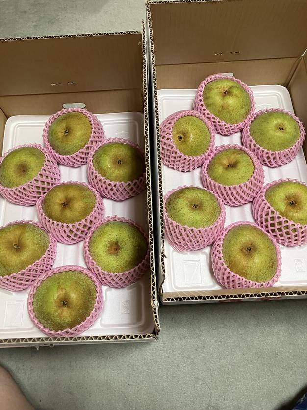 清流球磨梨・かおり 約10kg【5kg箱(5〜14個入り)を2箱重ねてお届け