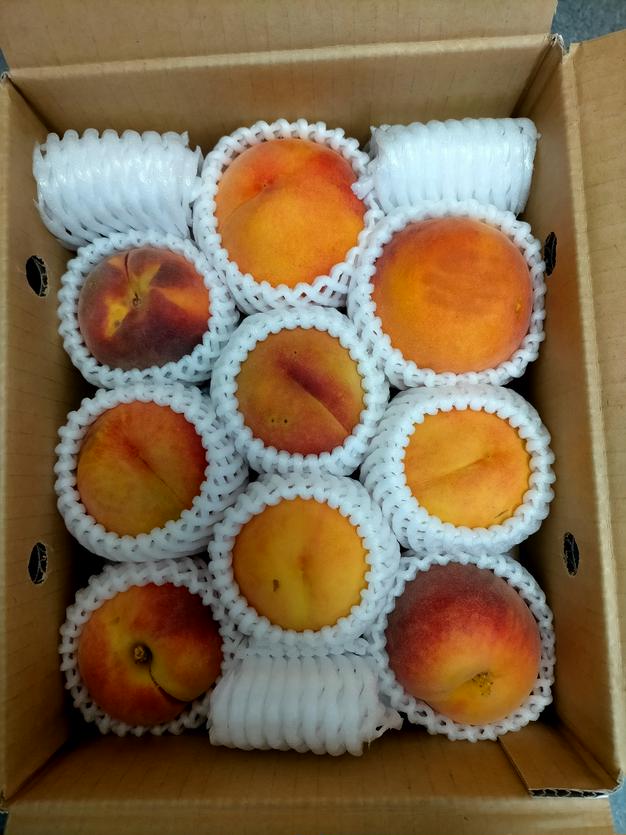 採れたて若桃 10kg 摘果桃 加工用 若桃(摘果桃)10kg：岡山県産の白桃｜食べチョク｜産地直送(産直