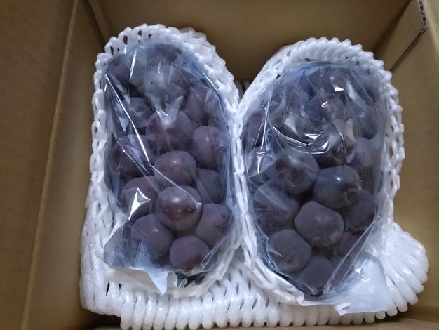 家庭用】早生ワッサー2.4kg（10～12玉）／本気農場いけだ | 果物