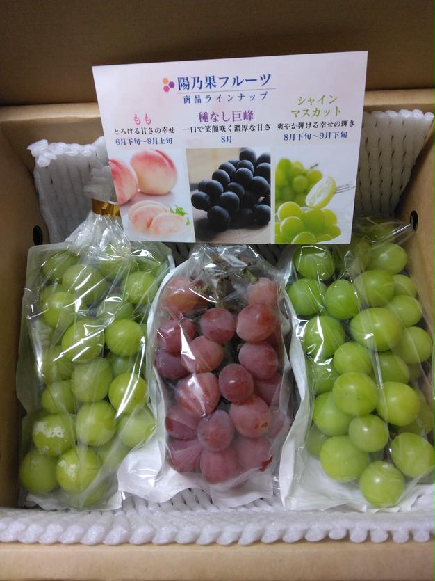 大特価】訳ありシャインマスカット | 果物/ぶどう 産直アウル