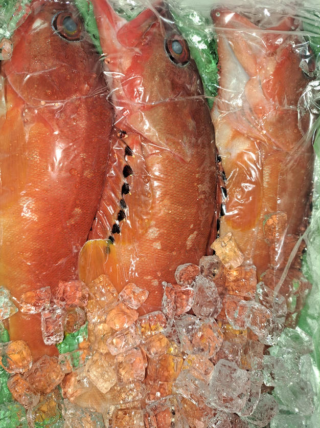 2kg】活伊勢エビ！！ | 魚介類/エビ 産直アウル 農家から直接