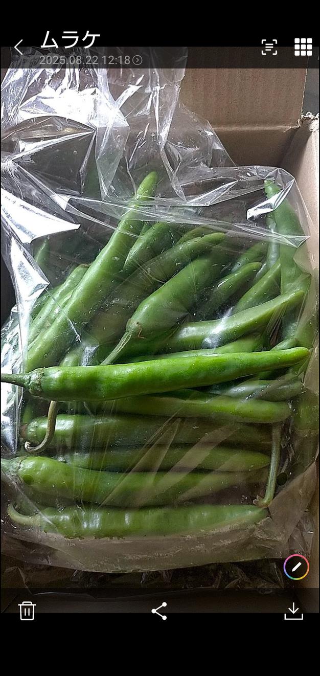 辛さ薫る 激辛青唐辛子 500g | 野菜/その他野菜 産直アウル 農家