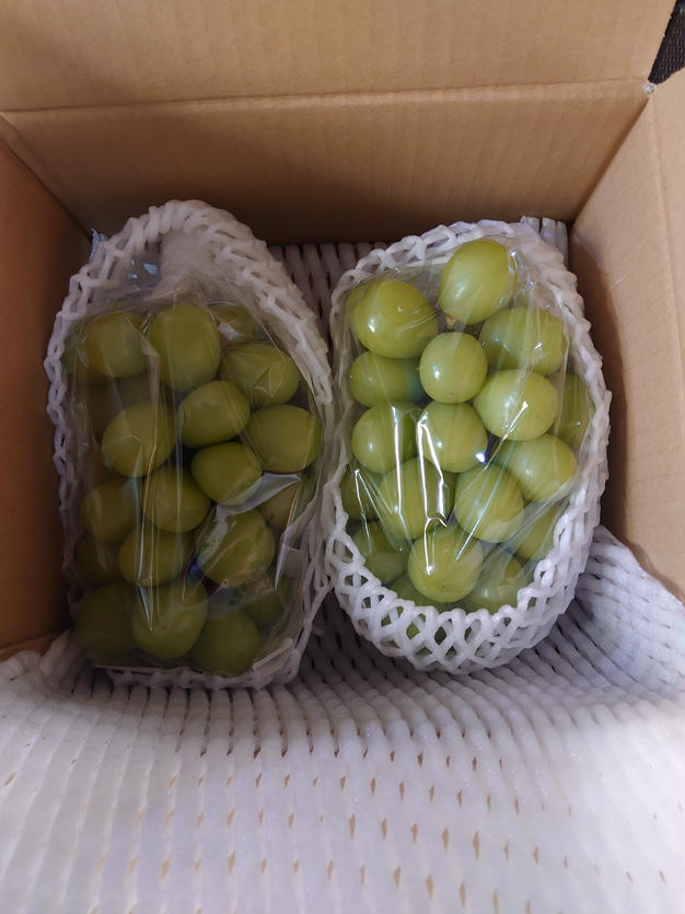 家庭用】早生ワッサー2.4kg（10～12玉）／本気農場いけだ | 果物