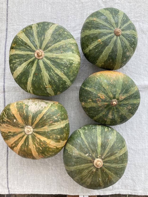 シュクレ様用スペシャルセレクト♪鹿児島県産栗カボチャ5キロ前後 訳あり 栗カボチャブラックのジョー 約4kg(2個～5個) | 野菜/かぼちゃ