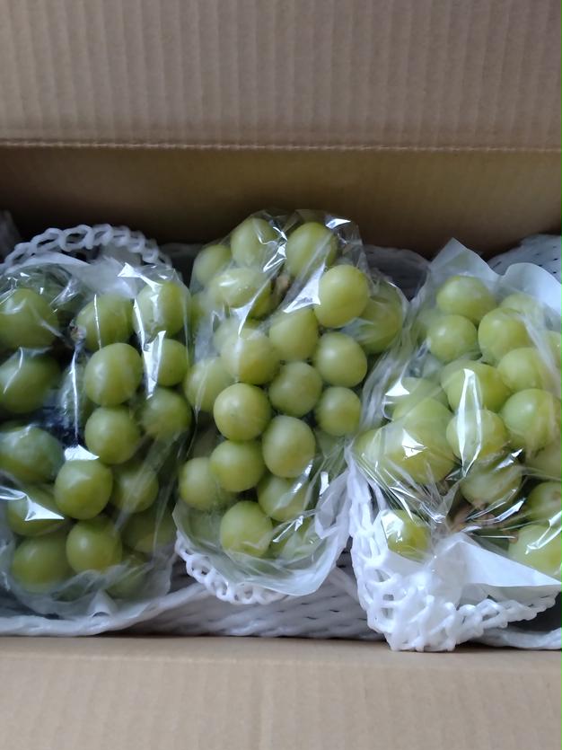 家庭用】早生ワッサー2.4kg（10～12玉）／本気農場いけだ | 果物