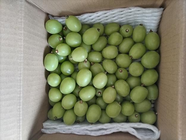 11 早生ワッサー家庭用10キロ 希少 早生ワッサー3kg【贈答用】（9～12玉）／本気農場いけだ