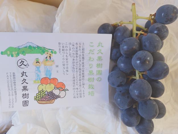 Honey希少わら敷種あり完熟巨峰とシャイン 長野県産４Kg✕２ 信州産巨峰（種あり）信州産巨峰4kg（10房前後） ｜ 果物/ぶどう 産直