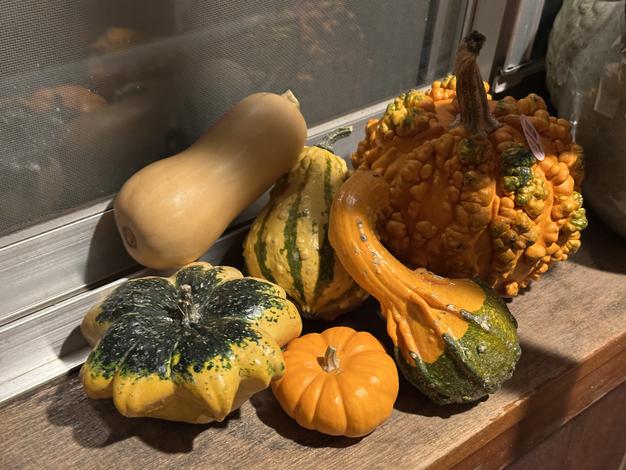 秋じゃがいも『レッドムーン』約2kg ｜ 野菜/じゃがいも 産直アウル