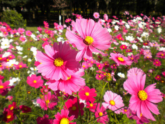 愛媛みかんの老舗厳選【小玉 極早生みかん 2kg】愛媛県川上産