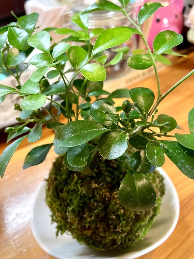 板付きビカクシダ | 花・植物/花・植物 産直アウル 農家から直接野菜