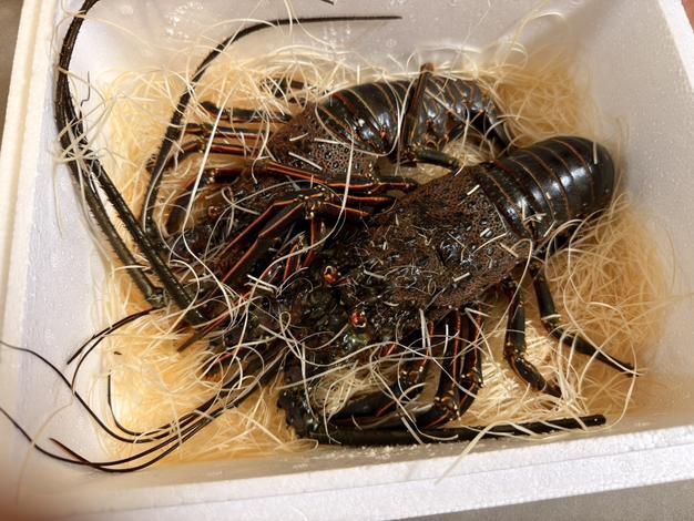 1kg】活伊勢エビ ｜ 魚介類/エビ 産直アウル 農家・漁師など生産者