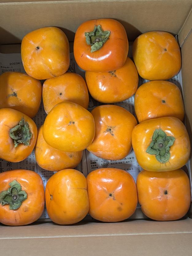 和歌山の希少な柿 紀の川柿 家庭用 | 果物/柿 産直アウル 農家から直接