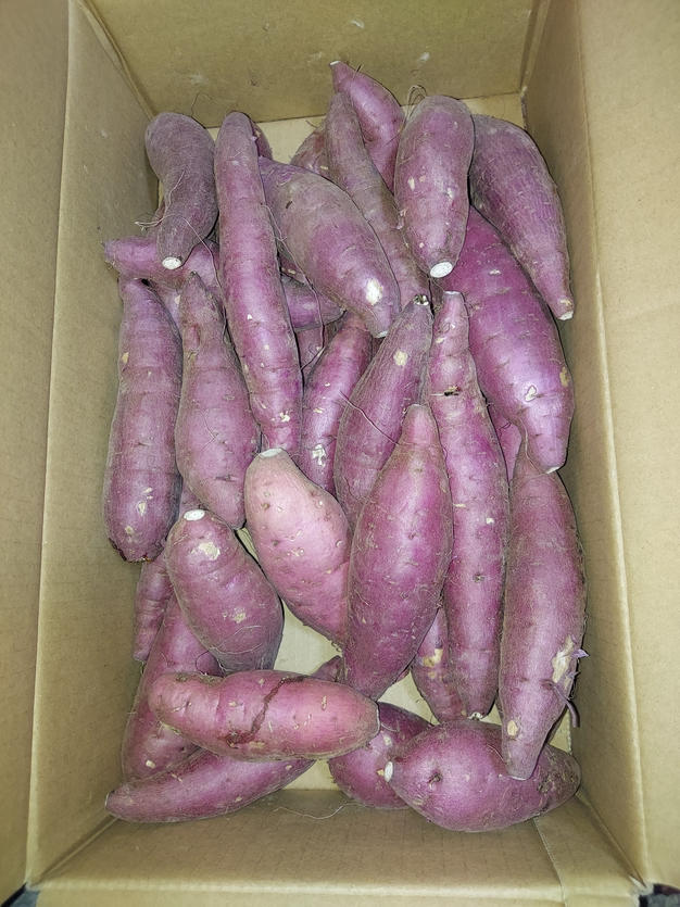 5/27以降 200本 さつまいも苗 茨城県産 紅はるか Amazon.co.jp: 茨城県産 さつまいも 追熟 紅はるか 5kg箱 (Mサイズ