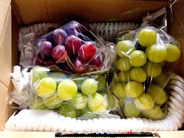 訳ありシャインマスカット10kg 特別栽培農産物同等基準（長野県認証