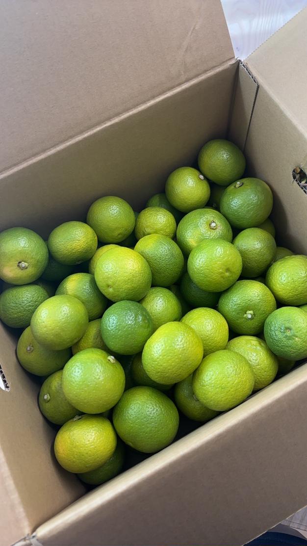 ◇大分県宇佐市産 種無しかぼす 【お徳用・訳アリ品】仕様 4kg入【送料