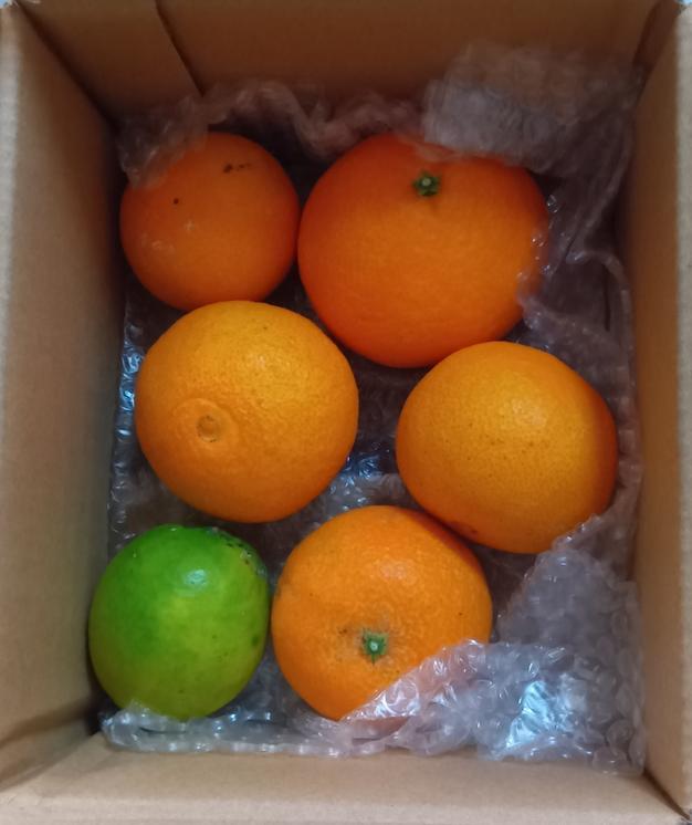 愛媛県産みかん 小玉 ブラッドオレンジ(モロ)箱込10kg発送 柑橘 果物 愛媛県産みかん 小玉 ブラッドオレンジ(モロ)箱込10kg発送 柑橘 果物