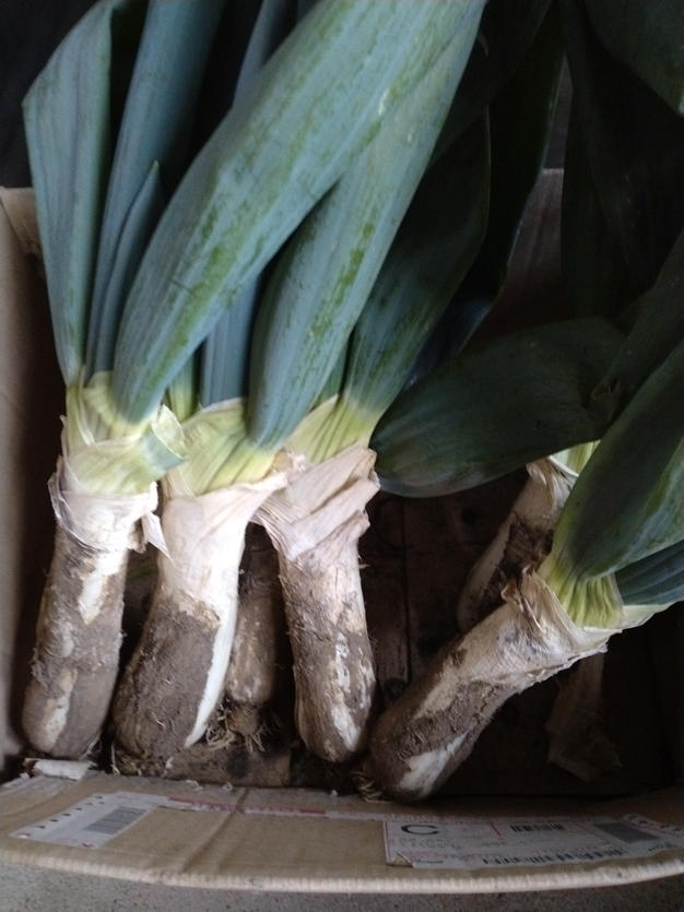 今が旬！お蚕さまも手伝う泥付き長ねぎ（2L～3L 30本） | 野菜/ねぎ