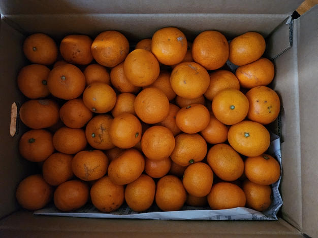 6周年限定 凛 小玉みかん5キロ 有田みかん 和歌山県 | 果物/オレンジ