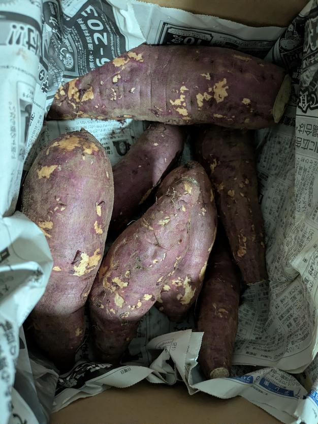 しゅんさん専用！里芋(土垂)約10kg(食用5kg＋種芋用5kg)　栃木県産 しゅんさん専用！里芋(土垂)約10kg(食用5kg＋種芋用5kg) 栃木県産