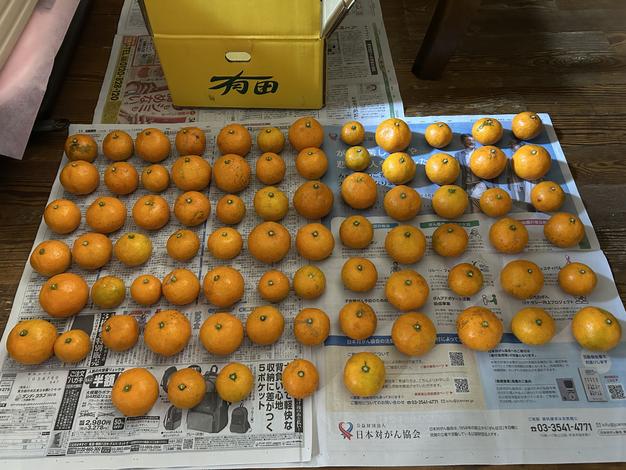 5kg(箱込み) 】 厳選絶品 小玉 有田みかん | 果物/温州みかん 産直