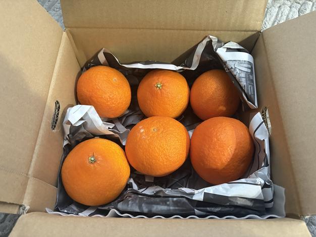 Y子　まどんな8kg×２箱ぐるりん 媛まどんな Bセット（8～12個前後）-贈答用 | のま果樹園