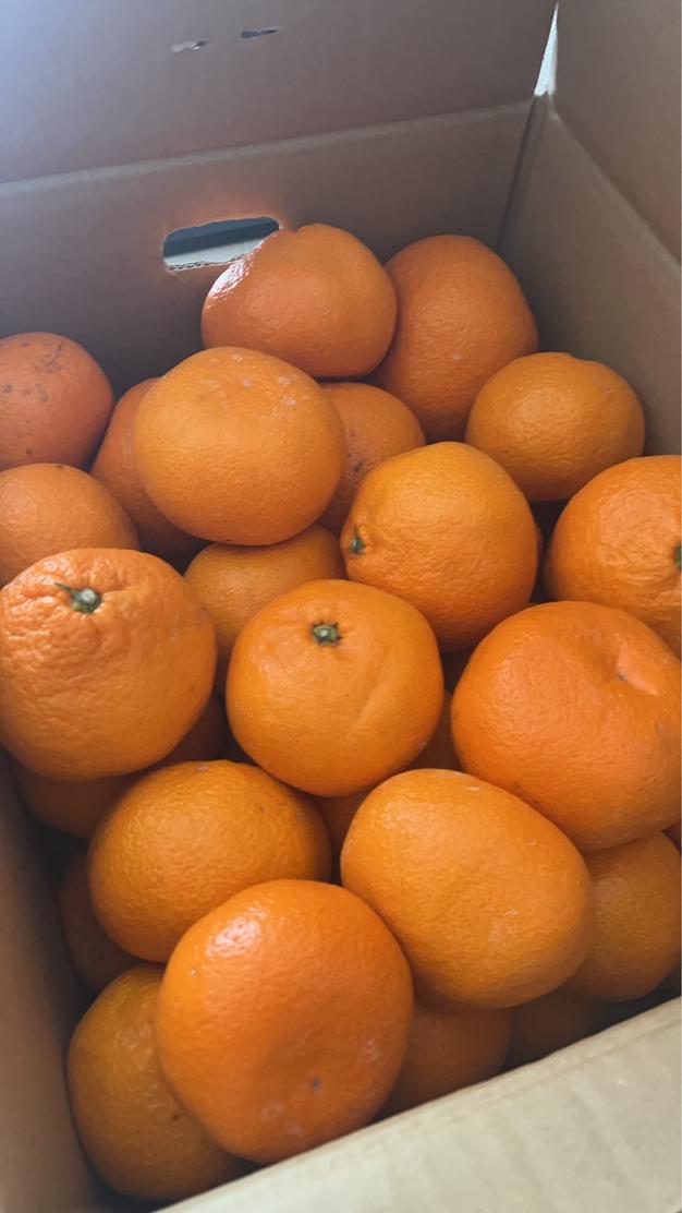 サイズ2L以上のあまーい大きな温州みかん10キロ