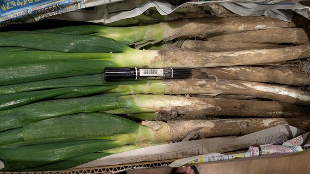 長野県産] 泥、根無し 美味しい長ネギ ｜ 野菜/ねぎ 産直アウル 農家