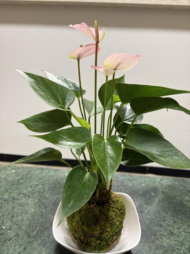 苔玉 チェッカーベリー ｜ 花・植物/花・植物 産直アウル 農家・漁師