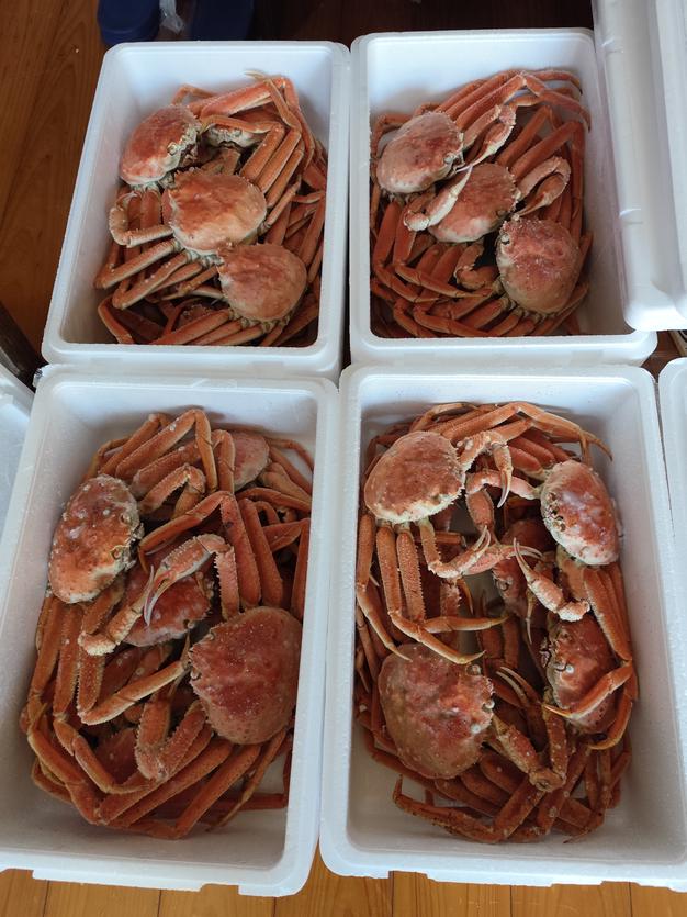 【2メスセット】オオイチモンジ（北海道白滝産） 北海道産オオズワイガニ(メス)生冷凍2kg×2ケースセット ｜ 魚介類