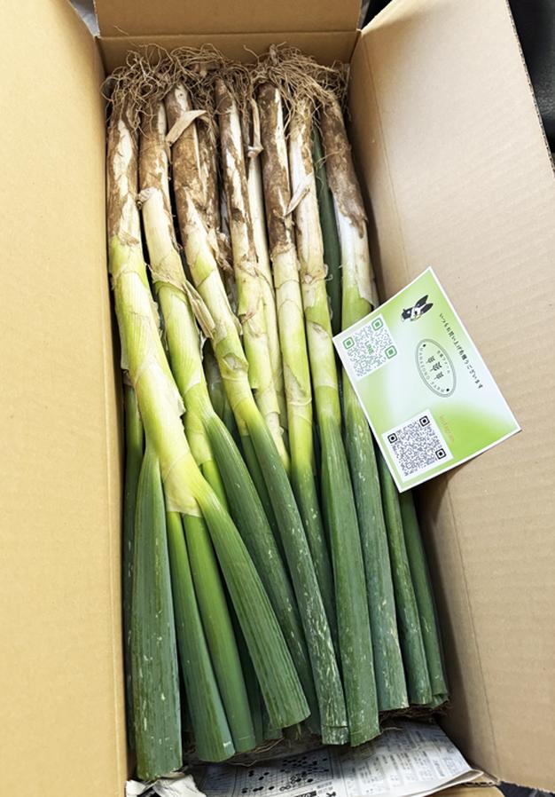 深谷ネギ 泥ネギ4kg、大きさ色々！甘い甘露葱 | 野菜/ねぎ 産直