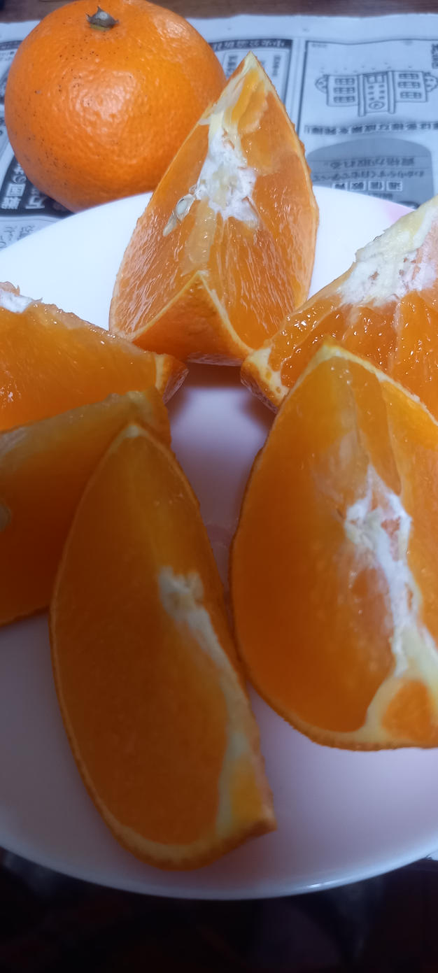 木なり完熟！せとか 9キロ ｜ 果物/オレンジ・その他みかん 産直アウル