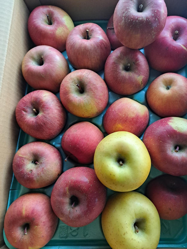 訳あり🍎加工用お任せ詰め込み】減農薬葉取らず栽培🍎サンふじ.シナノ