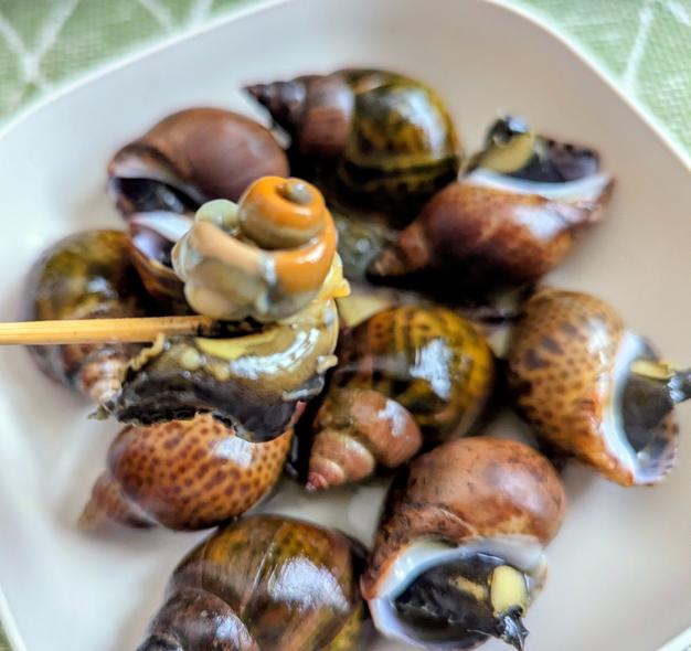 新鮮とれたて！黒バイ貝1kg赤ナマコ2kgセット 生きたまま発送します