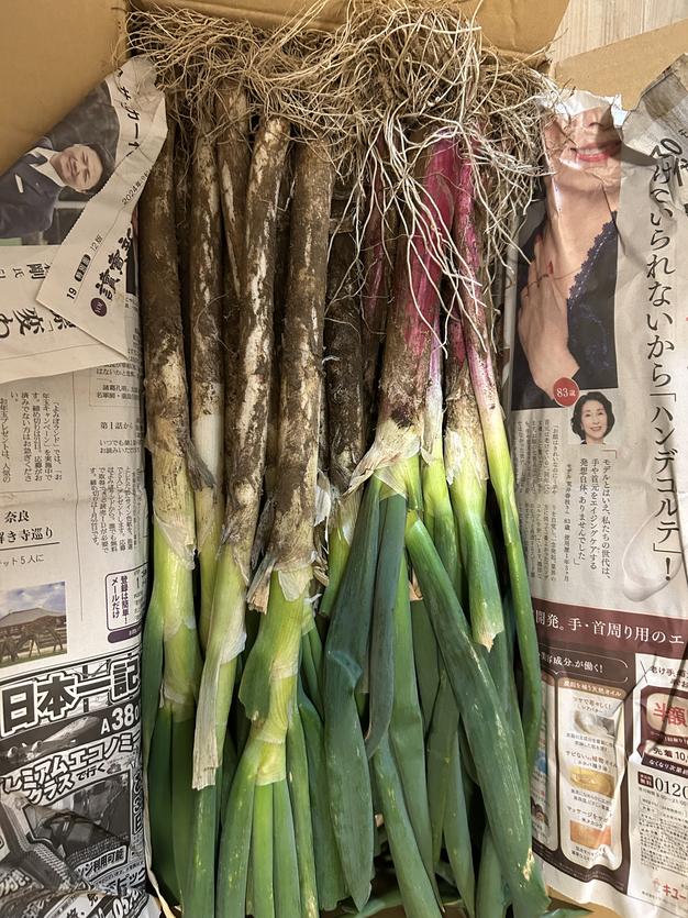 今が旬！中長ナス 2キロ | 野菜/茄子 産直アウル 農家から直接野菜など