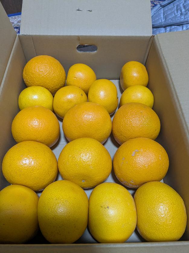 和歌山県産 【特別栽培】青梅 L～2Lサイズ ｜ 果物/青梅 産直アウル