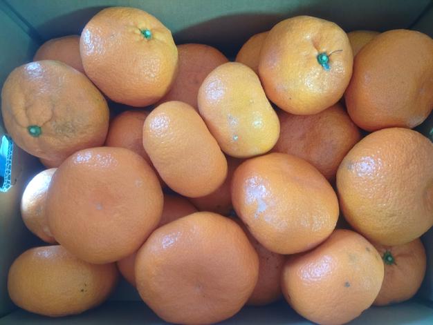 傷モノ】苦味なく濃厚あまーーい完熟木成り紅八朔10キロ ｜ 果物