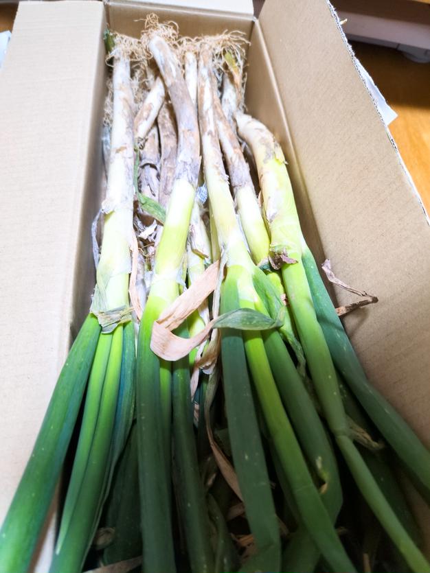 🚨ネギの王様、『下仁田ネギ 』太い3L～4Lサイズ15本🚨 | 野菜/ねぎ
