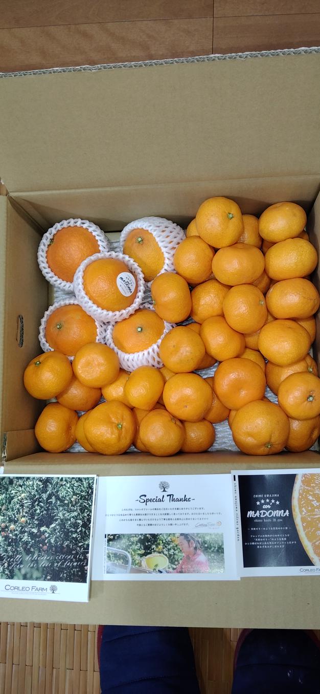 二大人気柑橘 食べ比べセット（コルマドンナ／南柑20号）Aセレクション