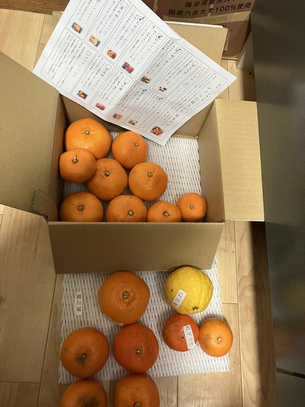 みかん　複数購入品 訳あり】品種ミックス！生産者と消費者をマッチング！ダブル応援みかん