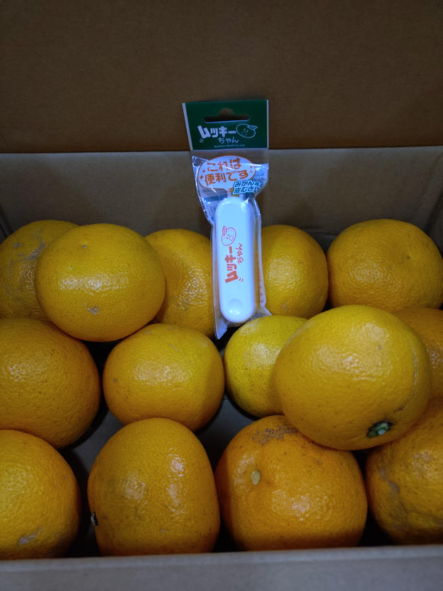 紅八朔Mサイズ10kg【限定2ケース】 | 果物/オレンジ・その他みかん