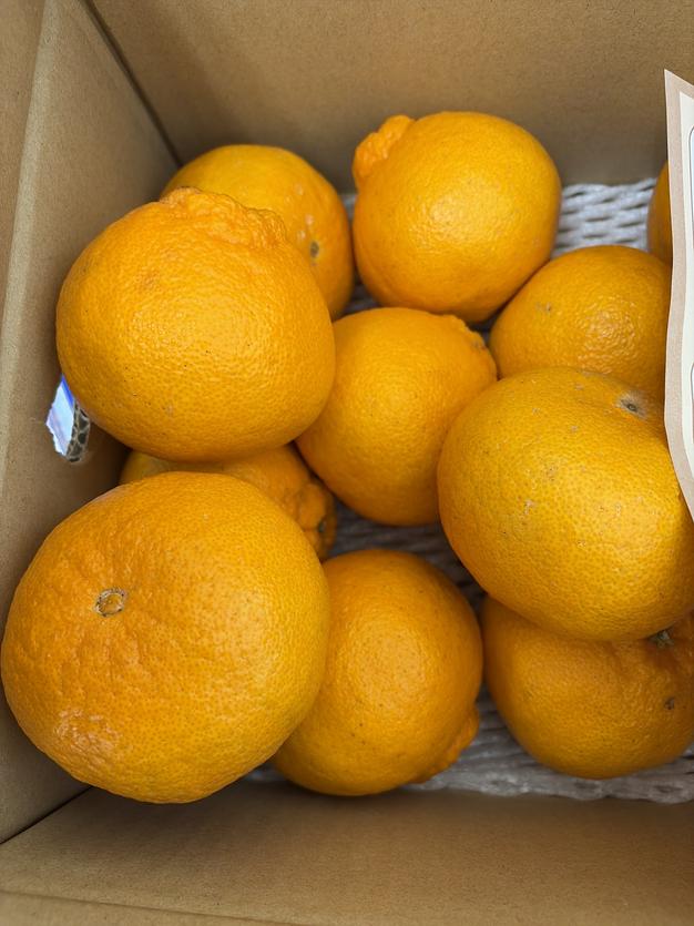 お得な訳あり品》2Lサイズ 段畑みかん 内容量2キロ | 果物/温州みかん