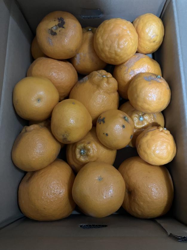 至福の美味しさ 主幹形のはるみ 訳あり2等品 5kg ｜ 果物/オレンジ