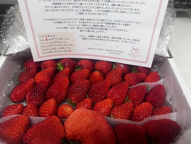 規格外いちごBOX！ | 果物/いちご 産直アウル 農家から直接野菜などの