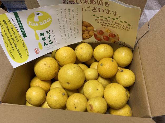 ハウス不知火(デコポン) 3Lサイズ | 果物/オレンジ・その他みかん