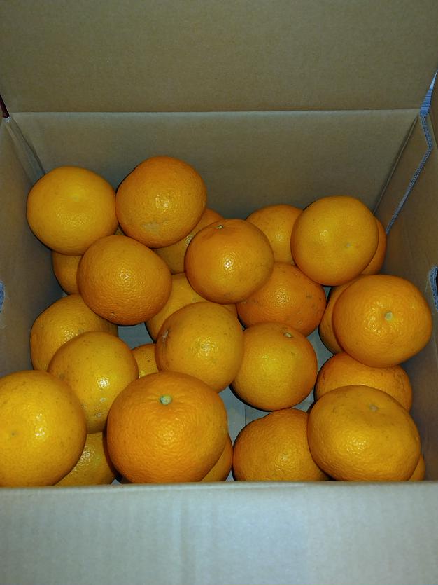甘味全面、酸味程々、苦味薄々八朔約10kg L中心に3L~M混載 ｜ 果物
