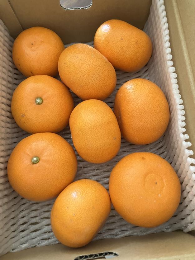 柑橘の大トロ 愛媛県産 せとか 優良品 2Lサイズ 箱込10kg 送料無料】柑橘の大トロせとか （箱込み2kg） ｜ 果物/オレンジ
