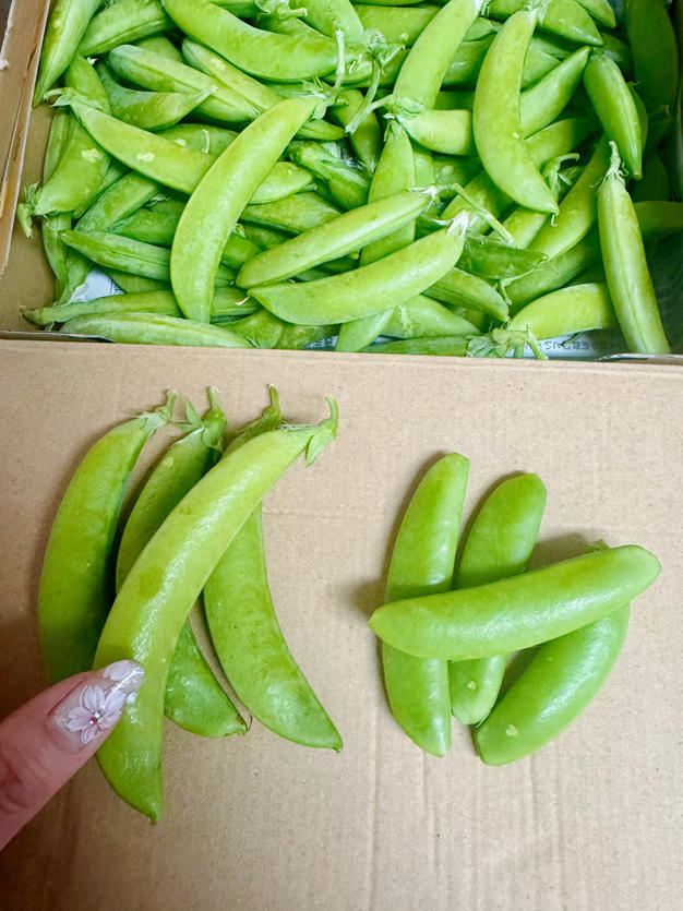 【鹿児島産】甘塩ゴーヤ箱込み3キロ^_^ 鹿児島産】甘塩ゴーヤ箱込み3キロ^_^ ｜ 野菜/ゴーヤ 産直アウル 農家