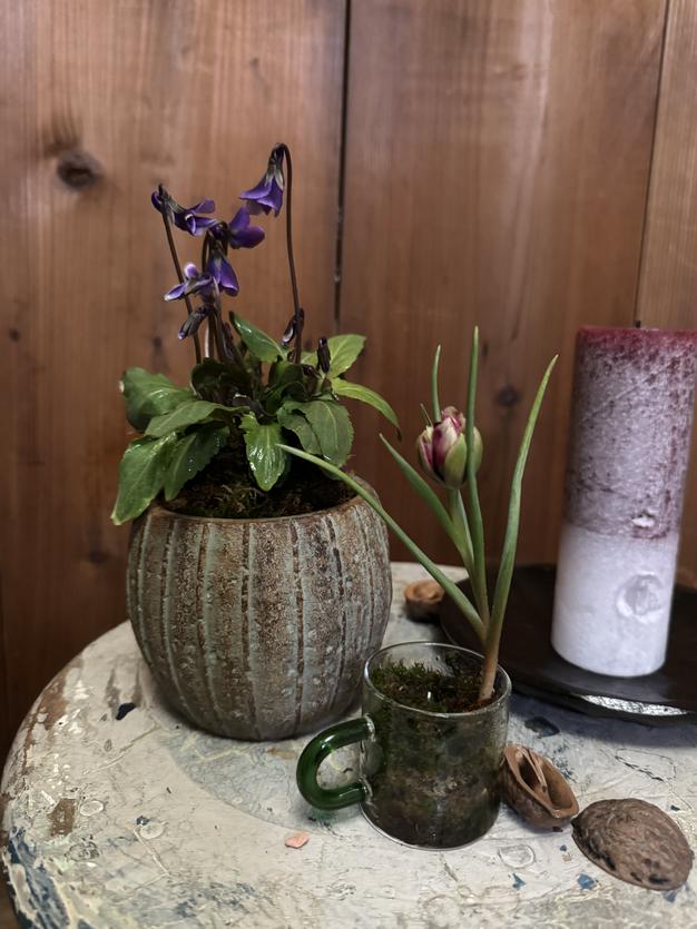 苔玉 チェッカーベリー ｜ 花・植物/花・植物 産直アウル 農家・漁師