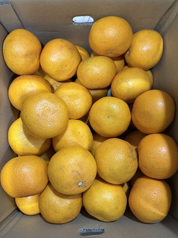 紅八朔Mサイズ10kg【限定2ケース】 ｜ 果物/オレンジ・その他みかん